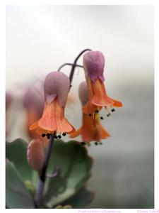 Pretty Bell Shaped Flowers