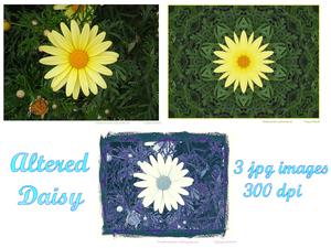 Altered Daisy