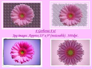 4 Gerberas 4 U !