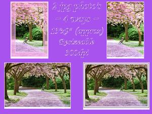 Cherry Tree Avenue