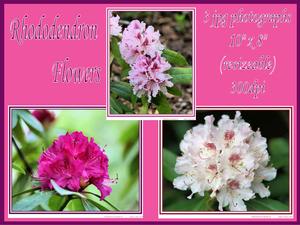 Rhododendron Flowers