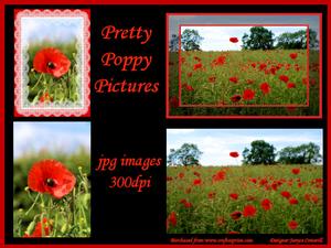 Pretty Poppy Pictures