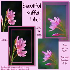 Beautiful Kaffer Lilies