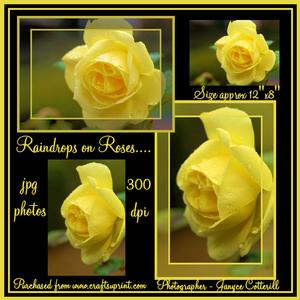 Raindrops on Roses -