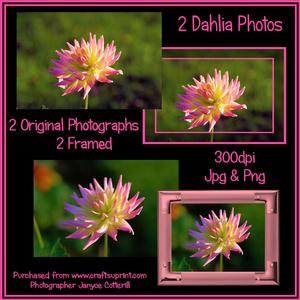 Dahlia Photographs