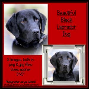 Beautiful Black Labrador Dog