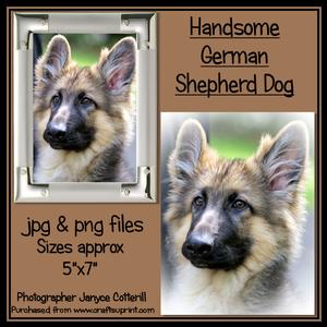 Handsome German Shepherd Dog