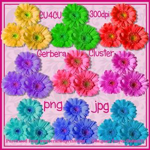 Gerbera Clusters Cu4cu