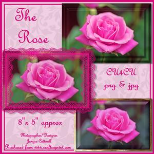 The Rose Cu4cu