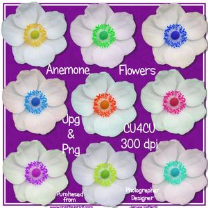 Pretty Anemone Flowers Cu4cu