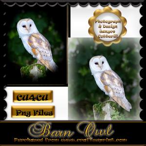 Barn Owl