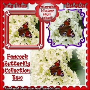Peacock Butterfly Selection Two Cu4cu