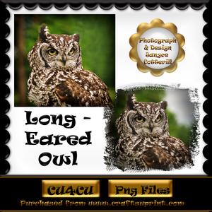 Long-eared Owl Photographs Cu4cu