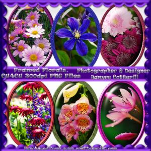 Framed Florals Cu4cu