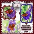 Peacock Butterfly Selection One Cu4cu
