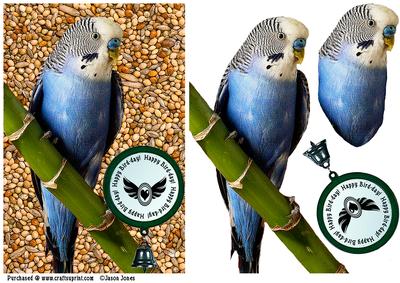Budgie Card Front