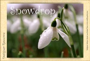 Snowdrop