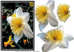 White Daffodil Card Front