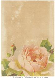 Vintage Floral Background Paper