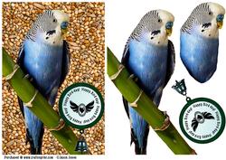 Budgie Card Front