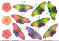 Roses and Butterflies - Jpeg