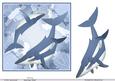Blue Whale and Baby 2