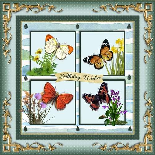 Butterflies In My Garden