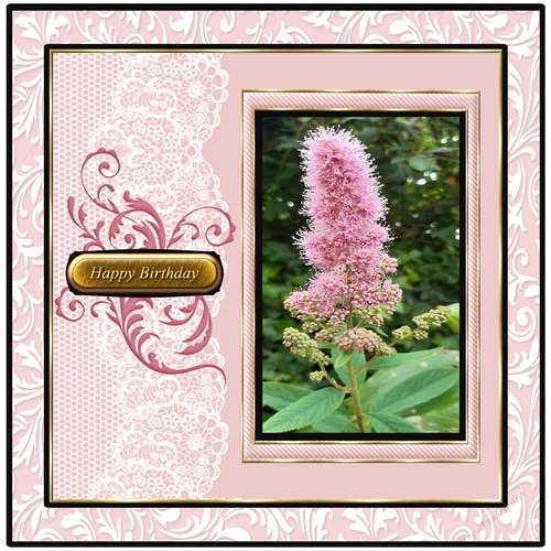Flowers In My Garden 1