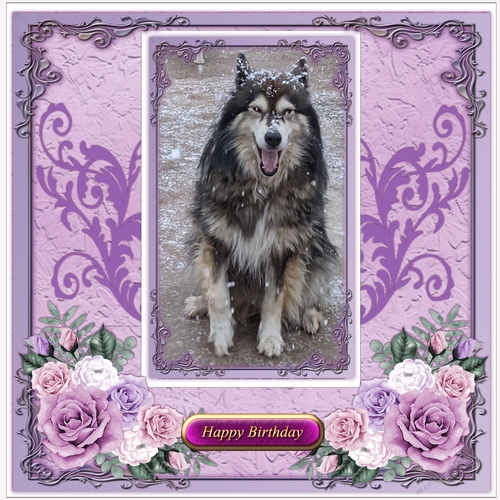  Sky the Husky Dog All Occasions 8 x 8 card