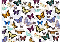Butterflies Background A4