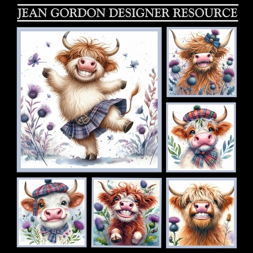 6 Highland (coos) cows