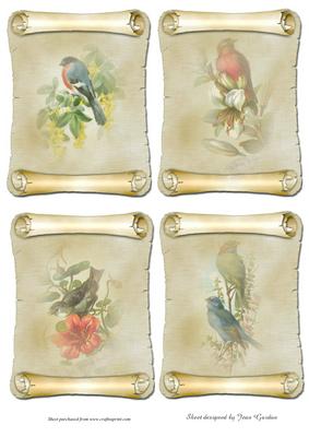 Vintage Bird Scrolls
