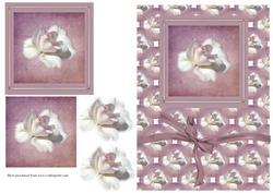 White Rose Card Front