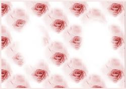 Roses Insert 4
