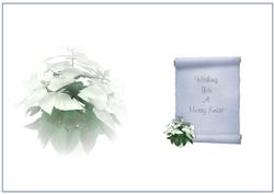 White Poinsettia Xmas Insert