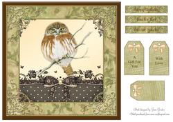 Cute Owl