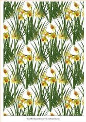 Daffodil Backing Paper