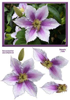 Purple Clematis Decoupage
