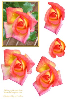 Coral Rose Decoupage