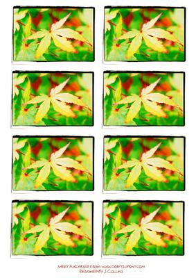 Acer Leaf Toppers