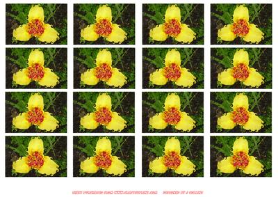 Yellow Flower Curly Toppers