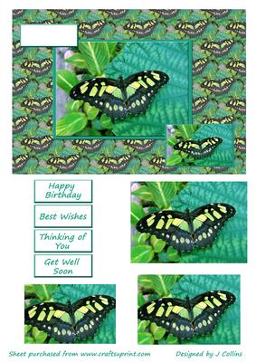 Green Butterfly Card Front