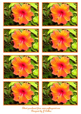 Hibiscus Toppers
