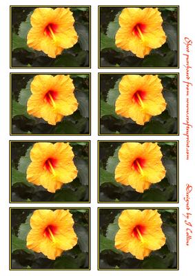 Yellow Hibiscus Toppers