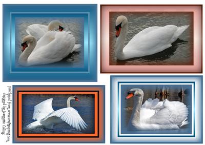 The Life of Swans