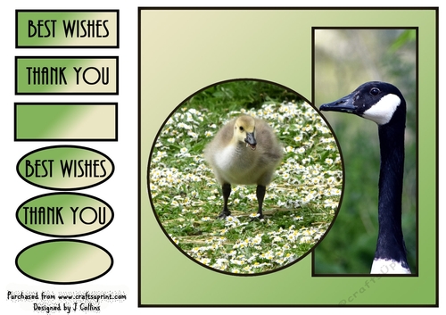 Canada Goose and Gosling