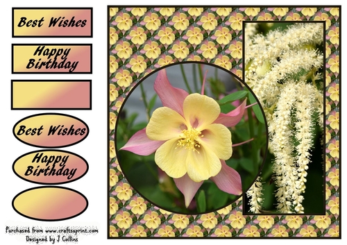 Aquilegia Birthday v2