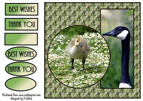 Canada Goose and Gosling v2
