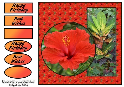 Hibiscus Birthday v2