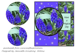 Starry Spring